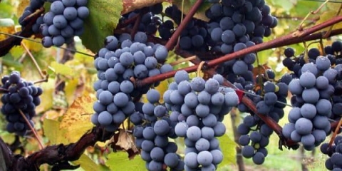 Amur bijelo grožđe, mandžurijski ukrasni - sadnja i njega